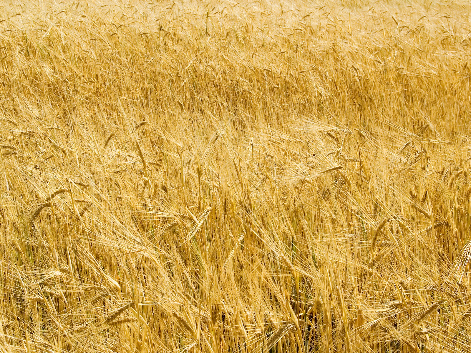 Fond d'écran du blé (3) #16 - 1600x1200
