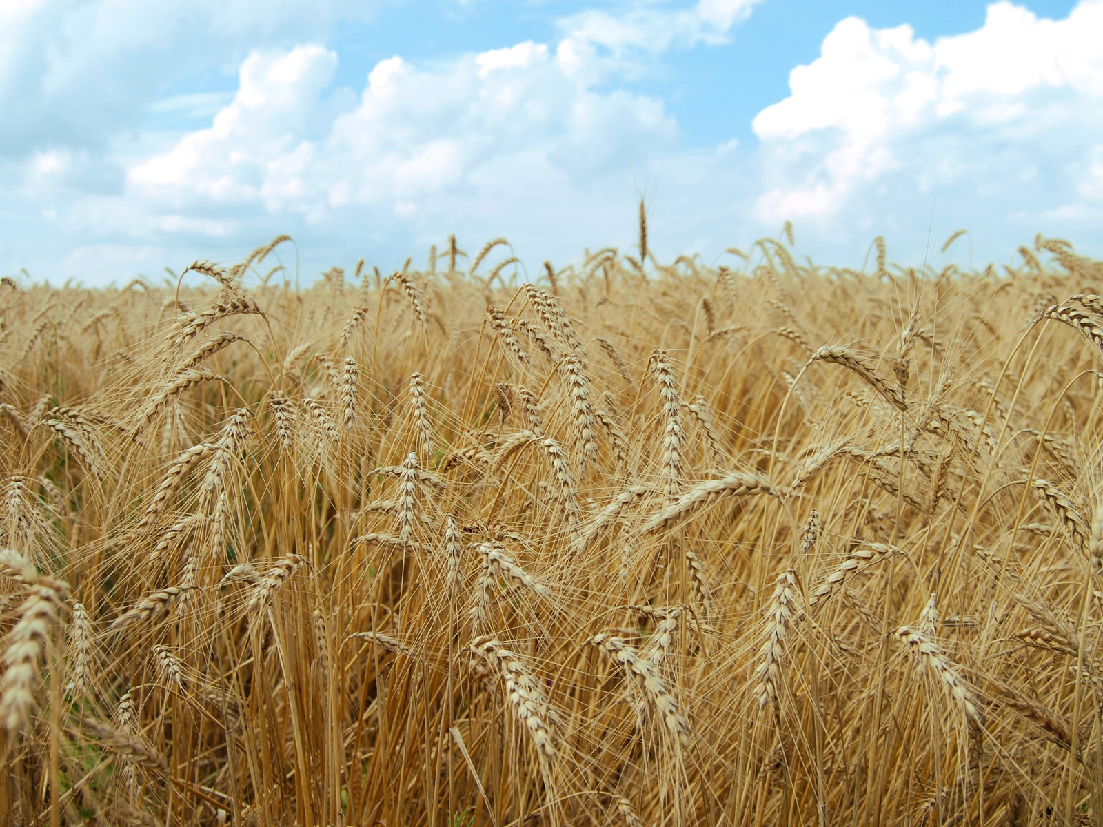 Wheat wallpaper (4) #5 - 1600x1200