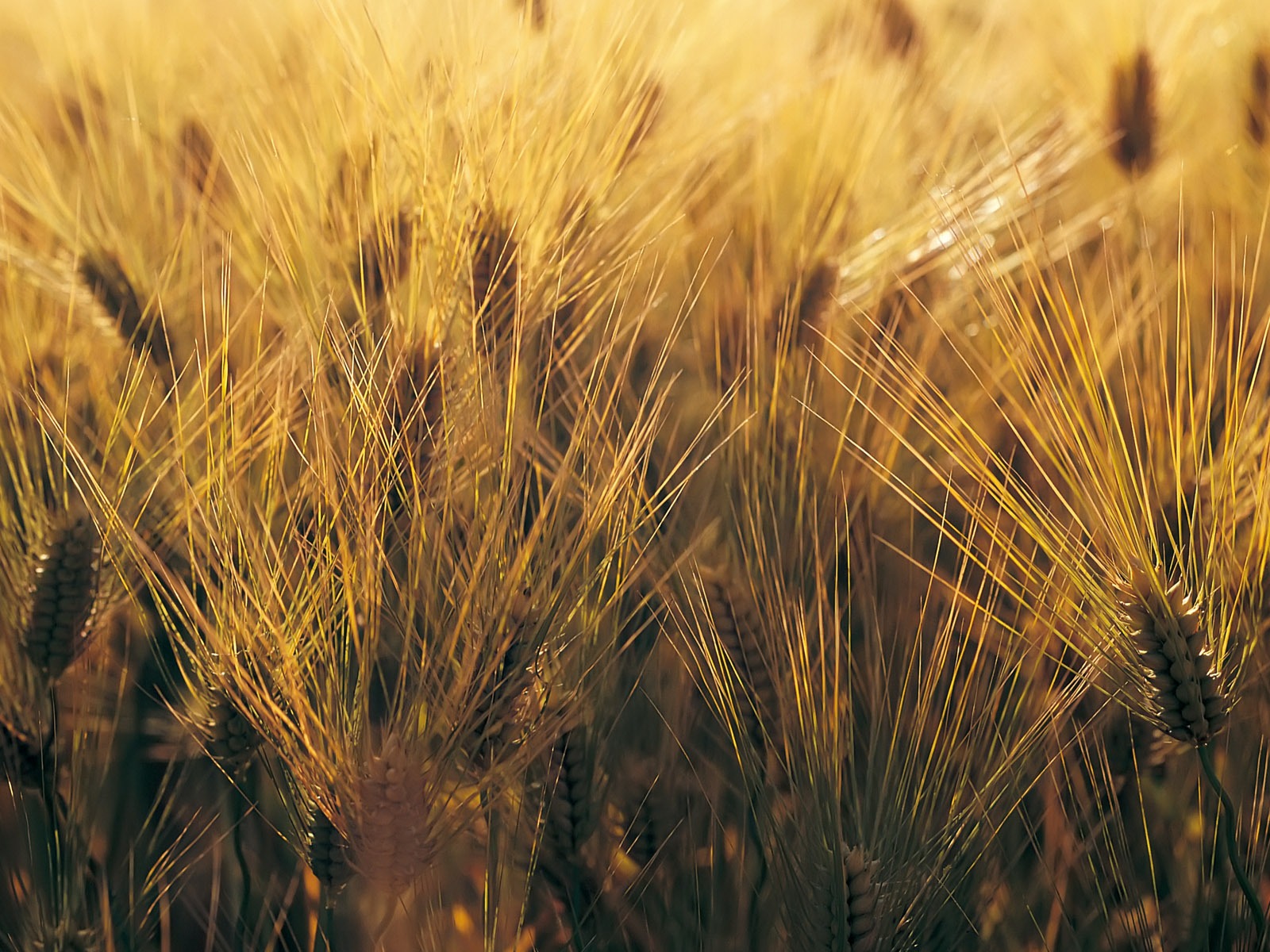 Fond d'écran du blé (4) #7 - 1600x1200