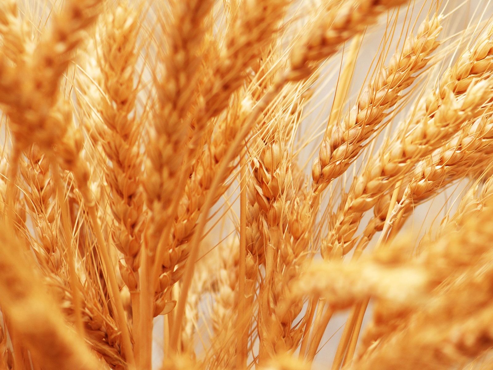 Wheat wallpaper (4) #13 - 1600x1200