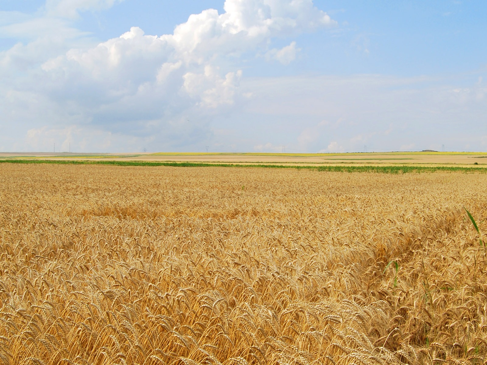 Wheat wallpaper (4) #14 - 1600x1200