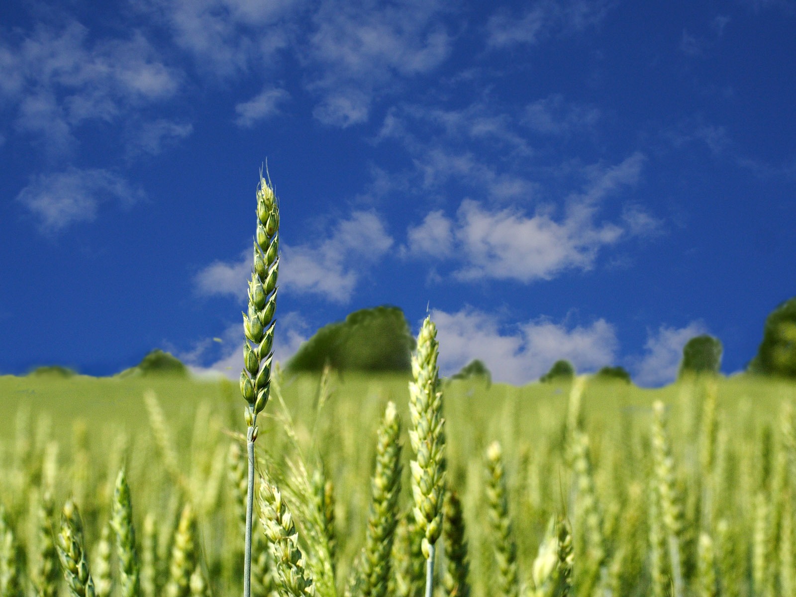 Wheat wallpaper (4) #19 - 1600x1200