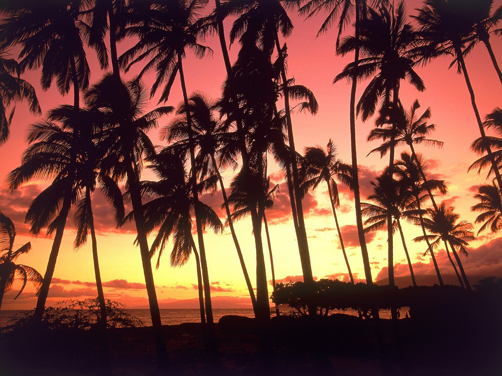 Fond d'écran Palm arbre coucher de soleil (2) #3 - 1600x1200