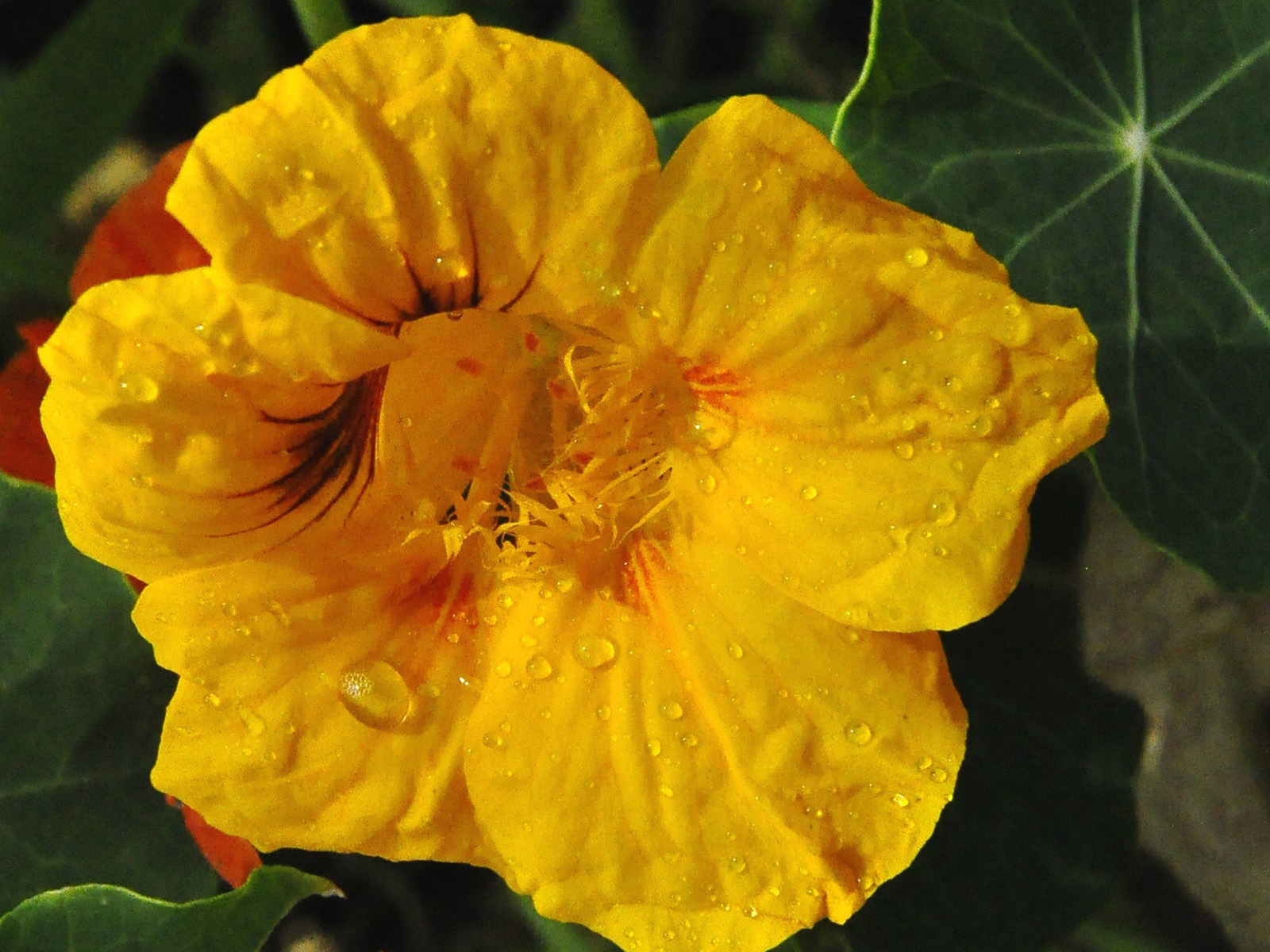 鮮花吐露芬芳 (老康OK作品) #4 - 1600x1200
