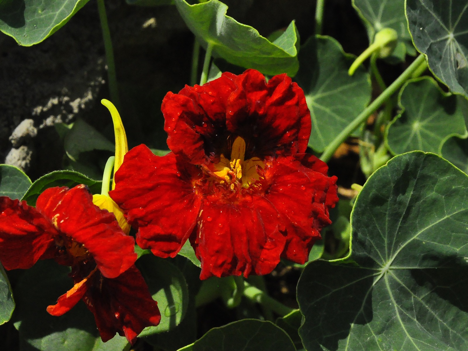 鮮花吐露芬芳 (老康OK作品) #5 - 1600x1200