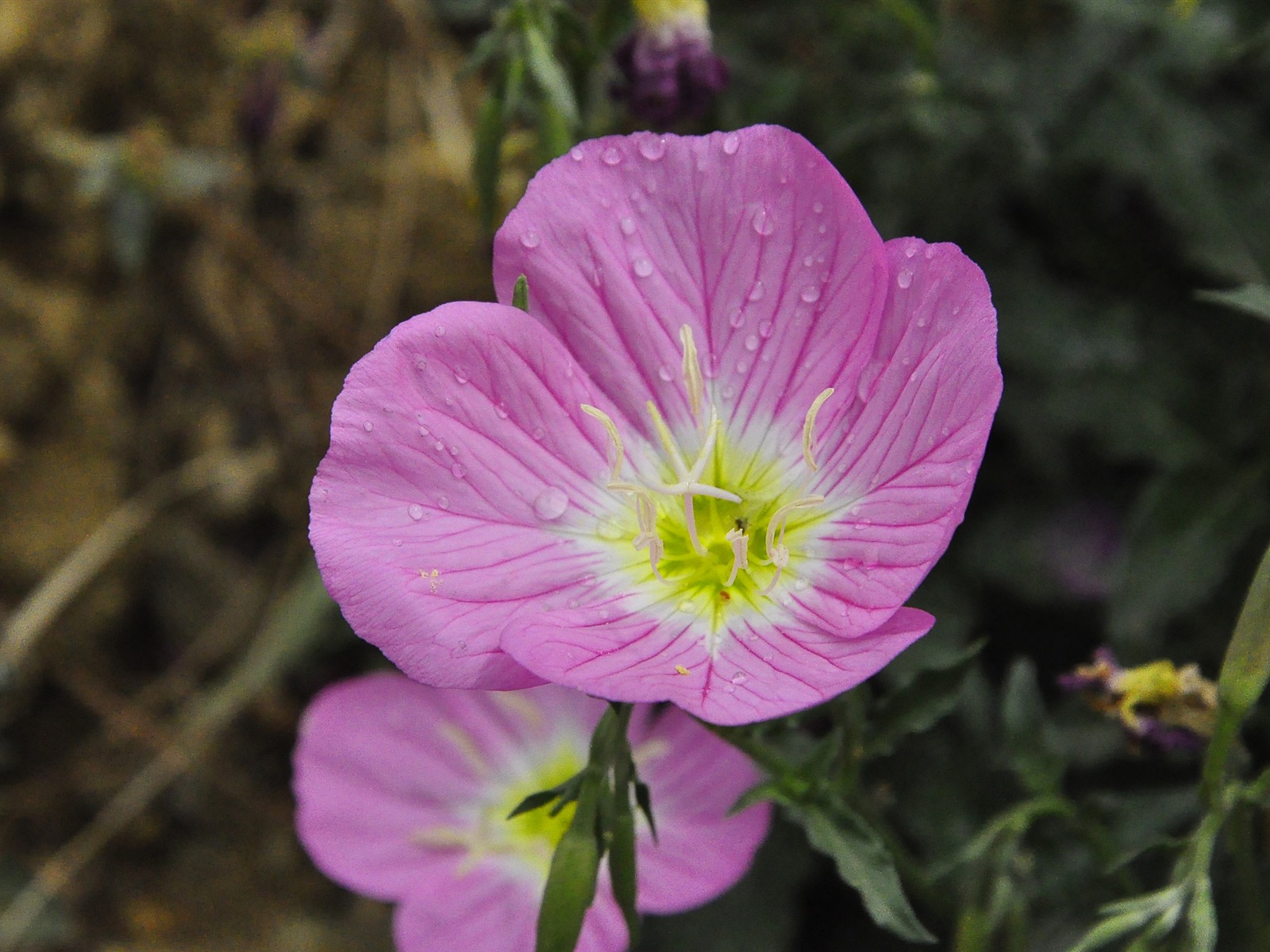 Reveal fragrant flowers (old Kang OK works) #24 - 1600x1200