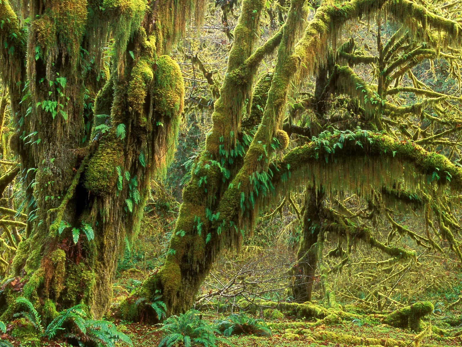 Plant trees wallpaper (2) #4 - 1600x1200