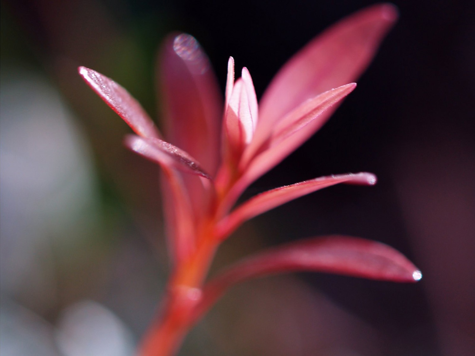 E500植物特寫 (tjkdplayer作品) #1 - 1600x1200