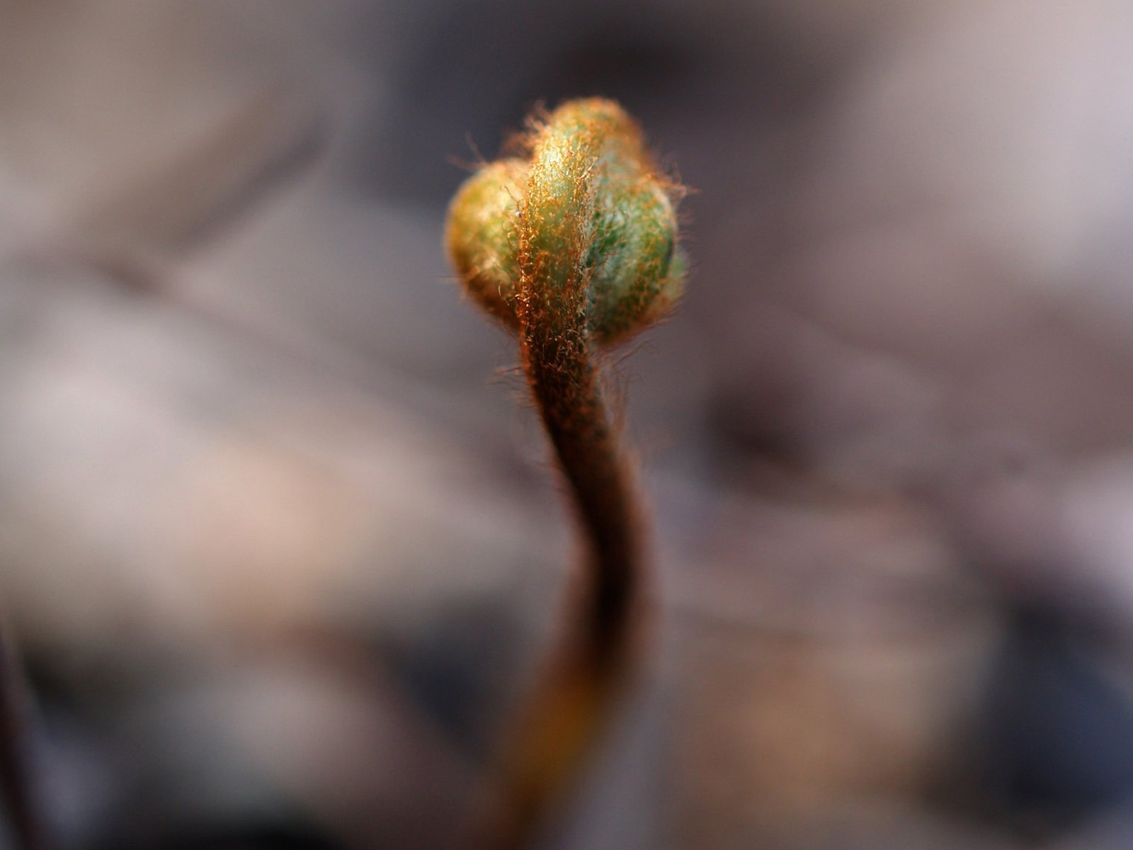 E500植物特寫 (tjkdplayer作品) #4 - 1600x1200