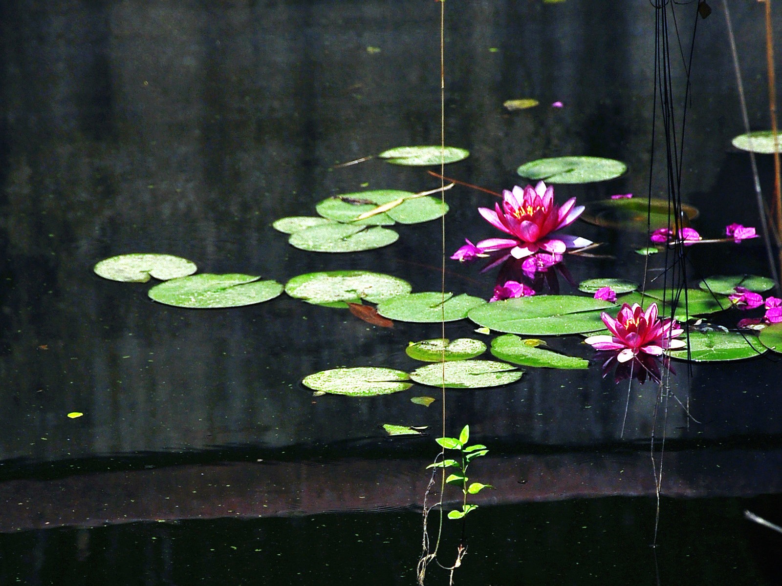 Flowers blooming (Old Hong OK works) #17 - 1600x1200