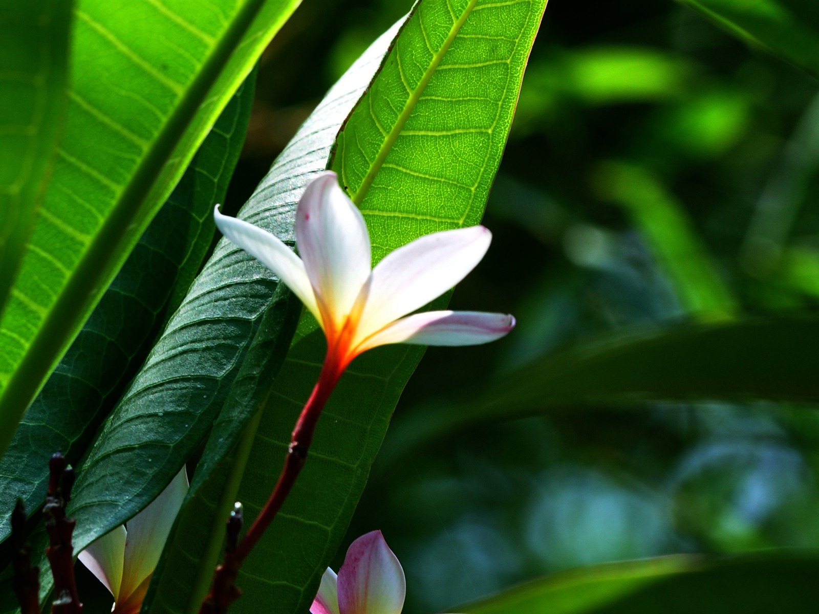 Flower Close-up (Old Hong OK Werke) #1 - 1600x1200