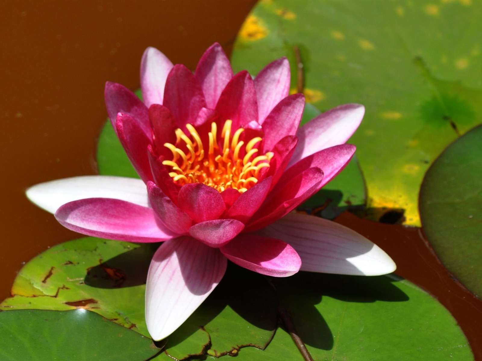 花卉特寫 (老康OK作品) #5 - 1600x1200