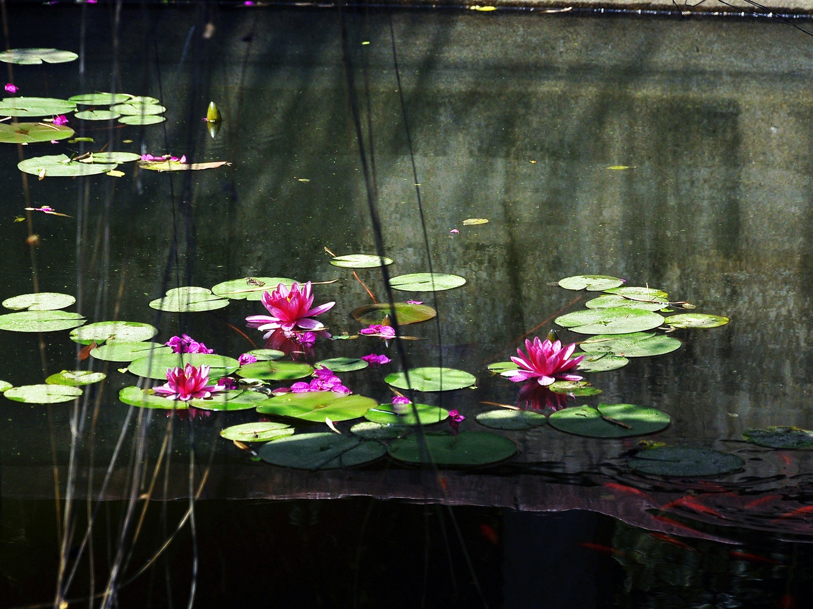 Flower close-up (Old Hong OK works) #10 - 1600x1200