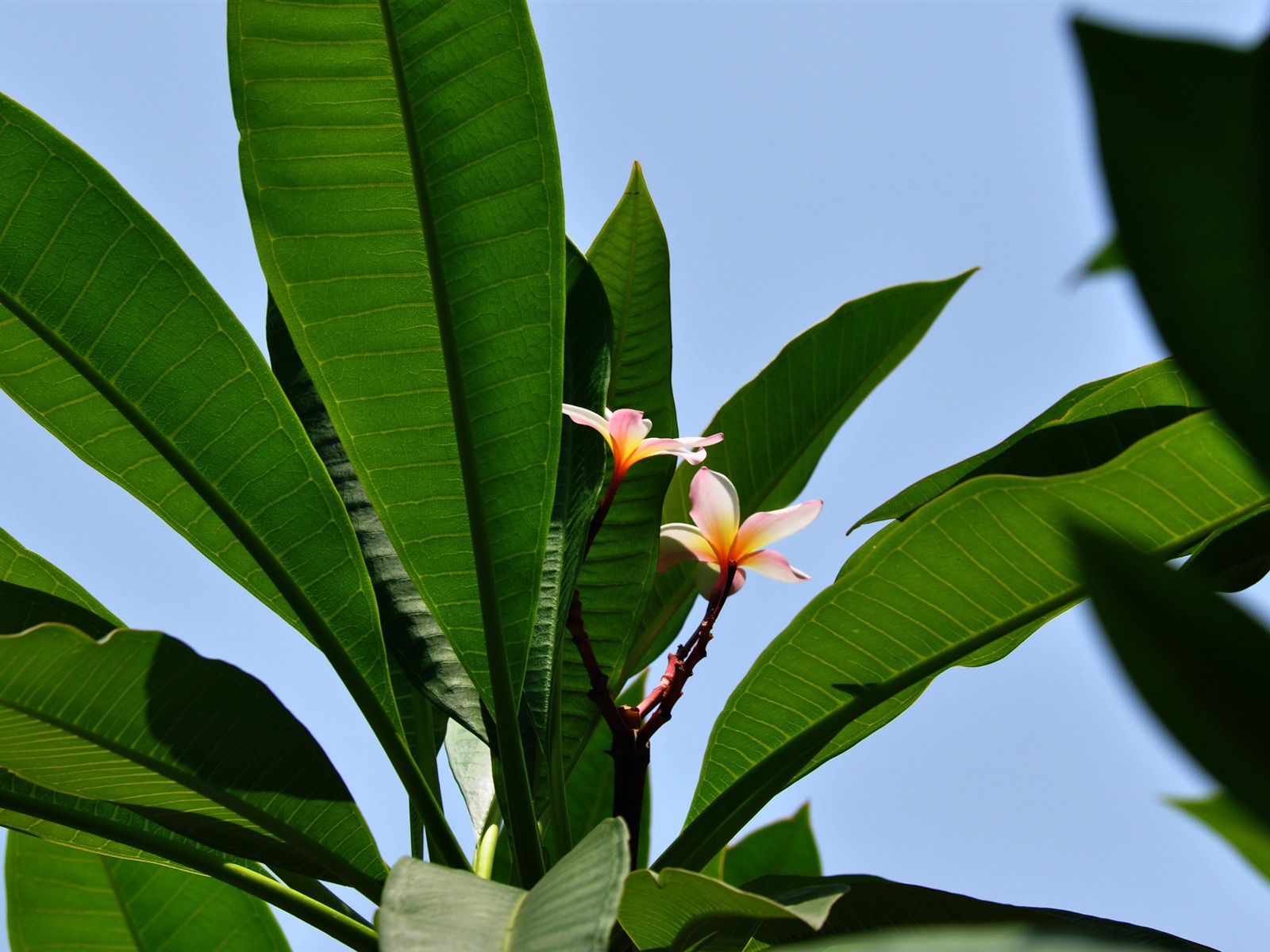 Flower Close-up (Old Hong OK Werke) #13 - 1600x1200