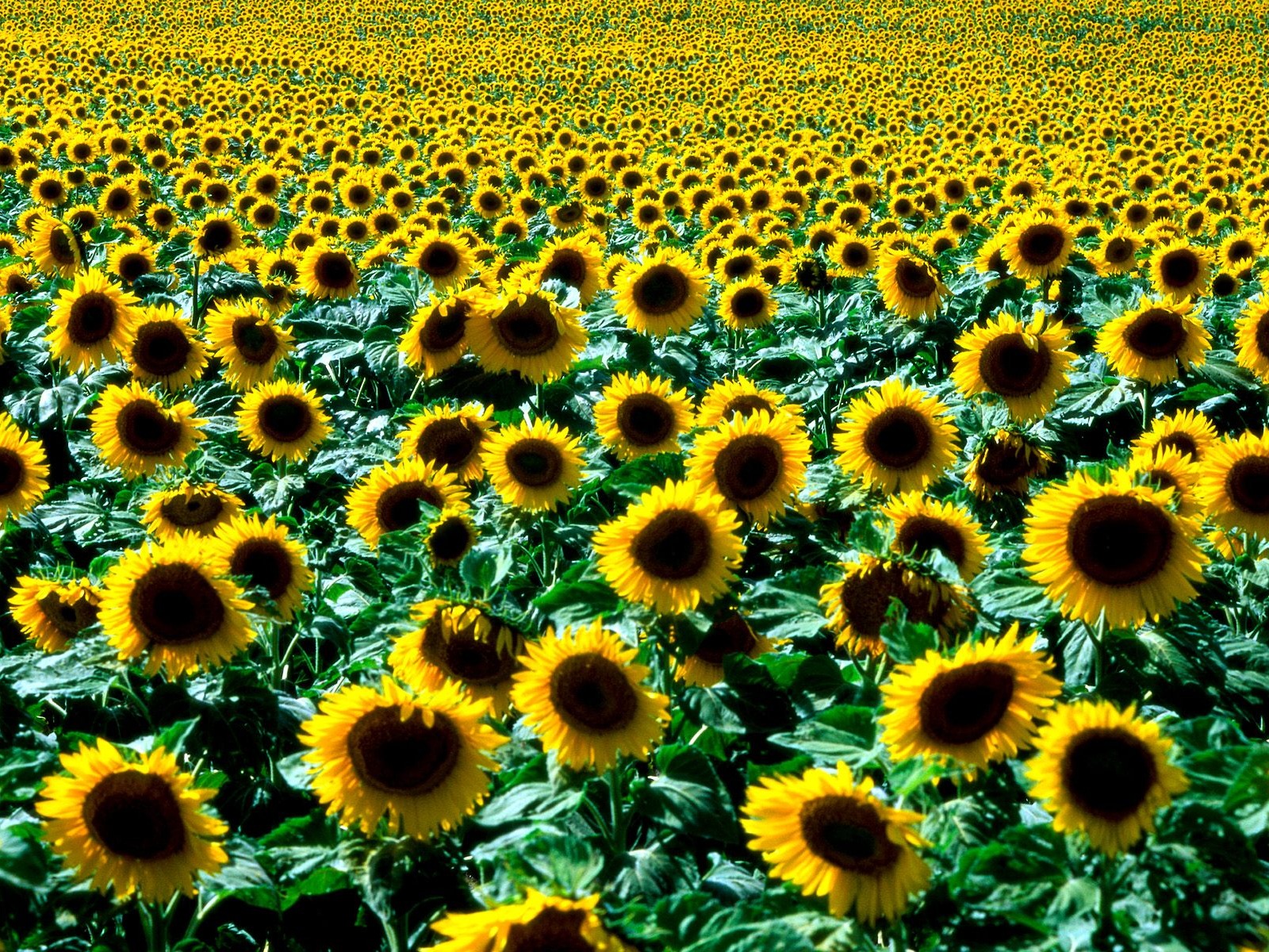 樹木植物 壁紙(五) #4 - 1600x1200