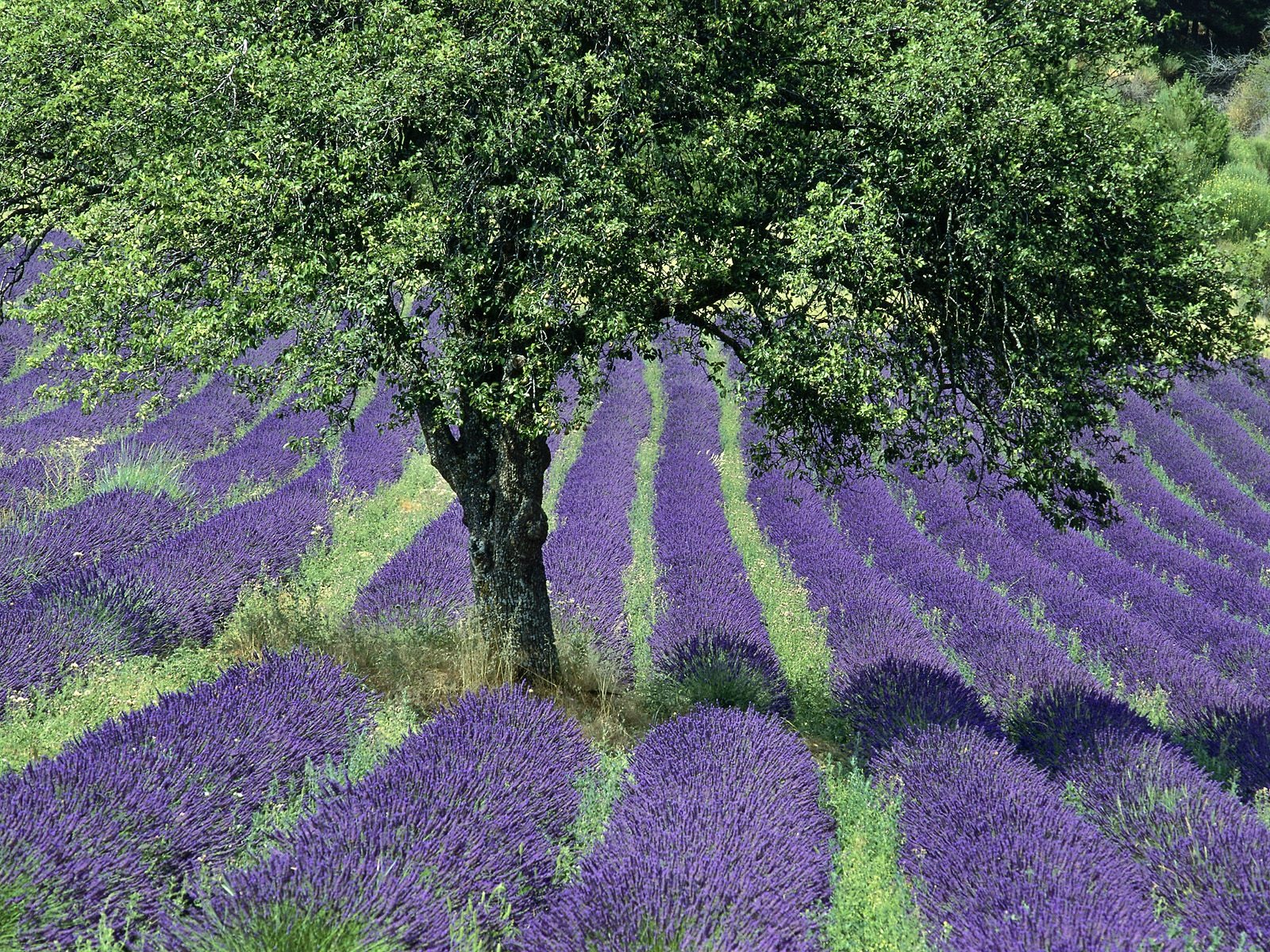 樹木植物 壁紙(六) #3 - 1600x1200