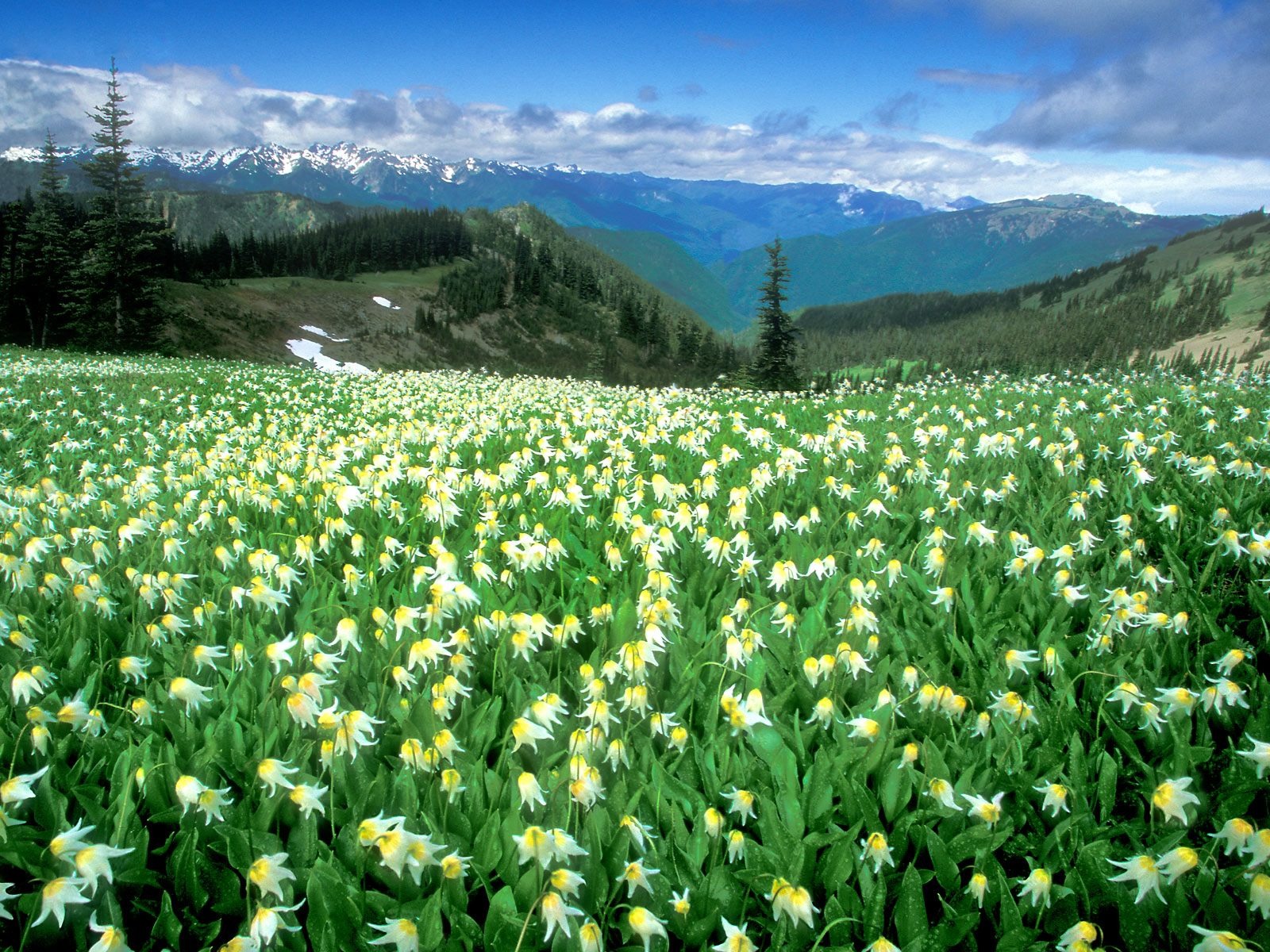 野花 菊花 花卉 唯美 花 植物 自然 风景高清图片下载-正版图片500244101-摄图网