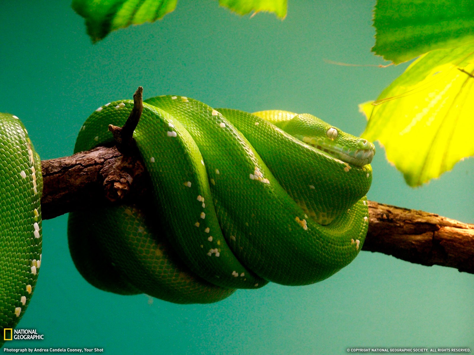 National Geographic animal wallpaper album (2) #12 - 1600x1200