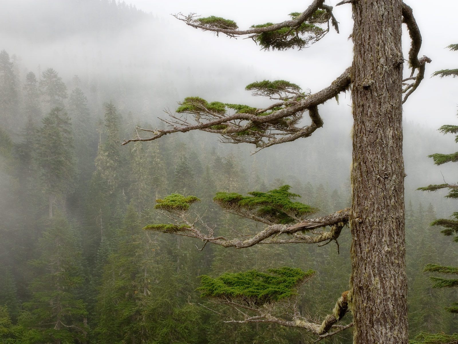 Plant trees wallpaper (7) #4 - 1600x1200