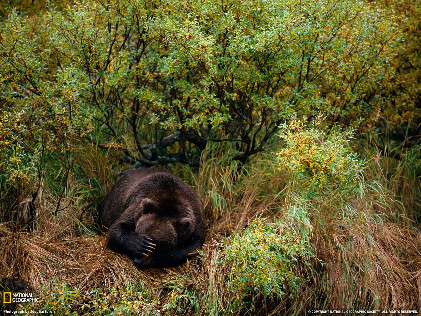 National Geographic animal wallpaper album (3) #9 - 1600x1200