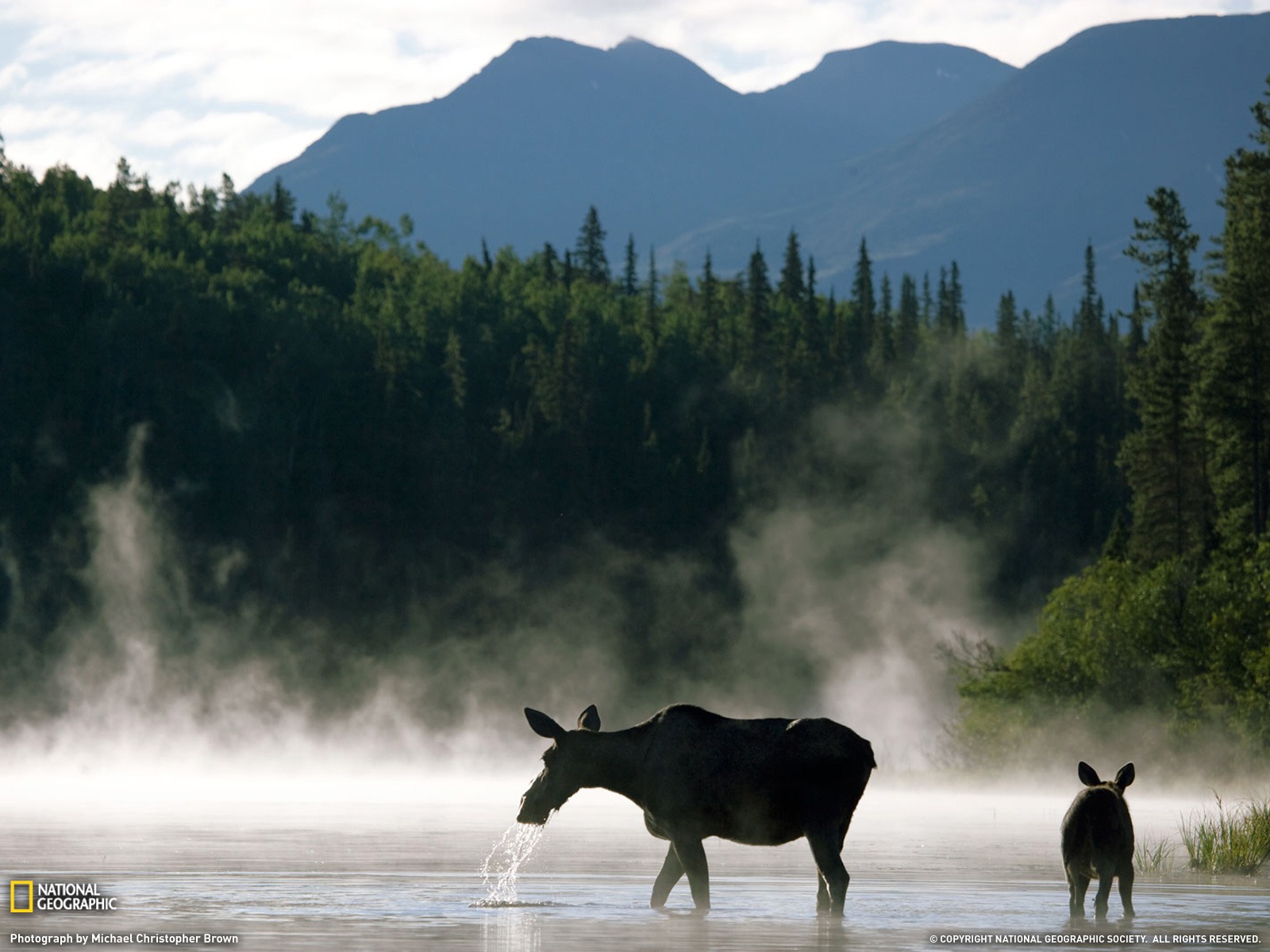 National Geographic animal wallpaper album (4) #3 - 1600x1200