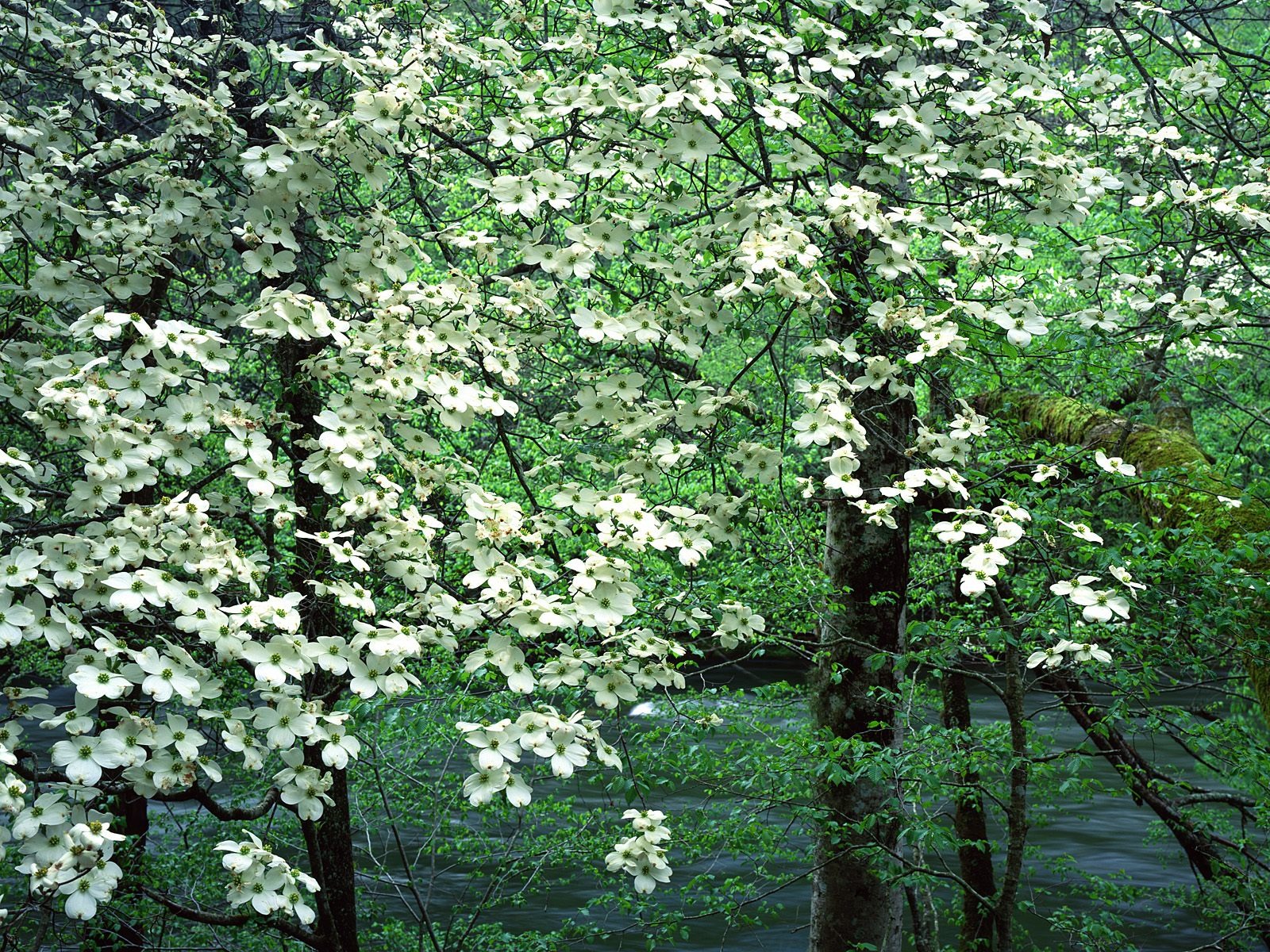 樹木植物 壁紙(八) #7 - 1600x1200