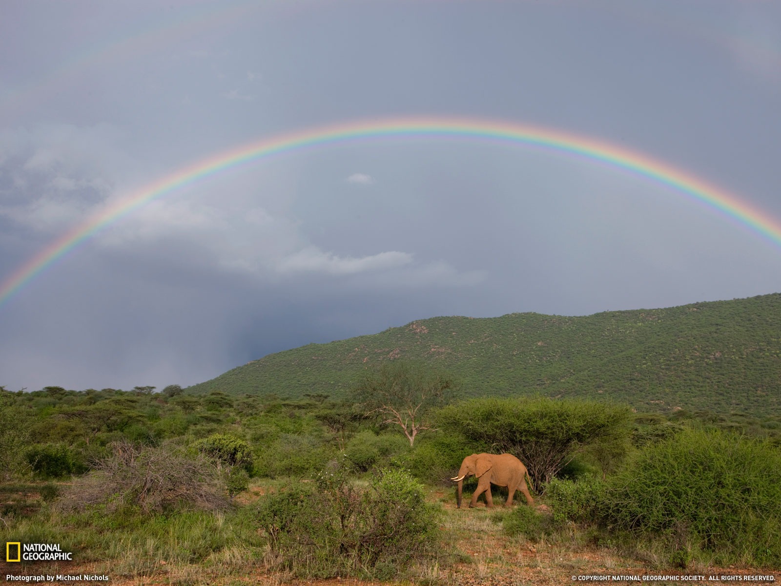 National Geographic animal wallpaper album (6) #16 - 1600x1200