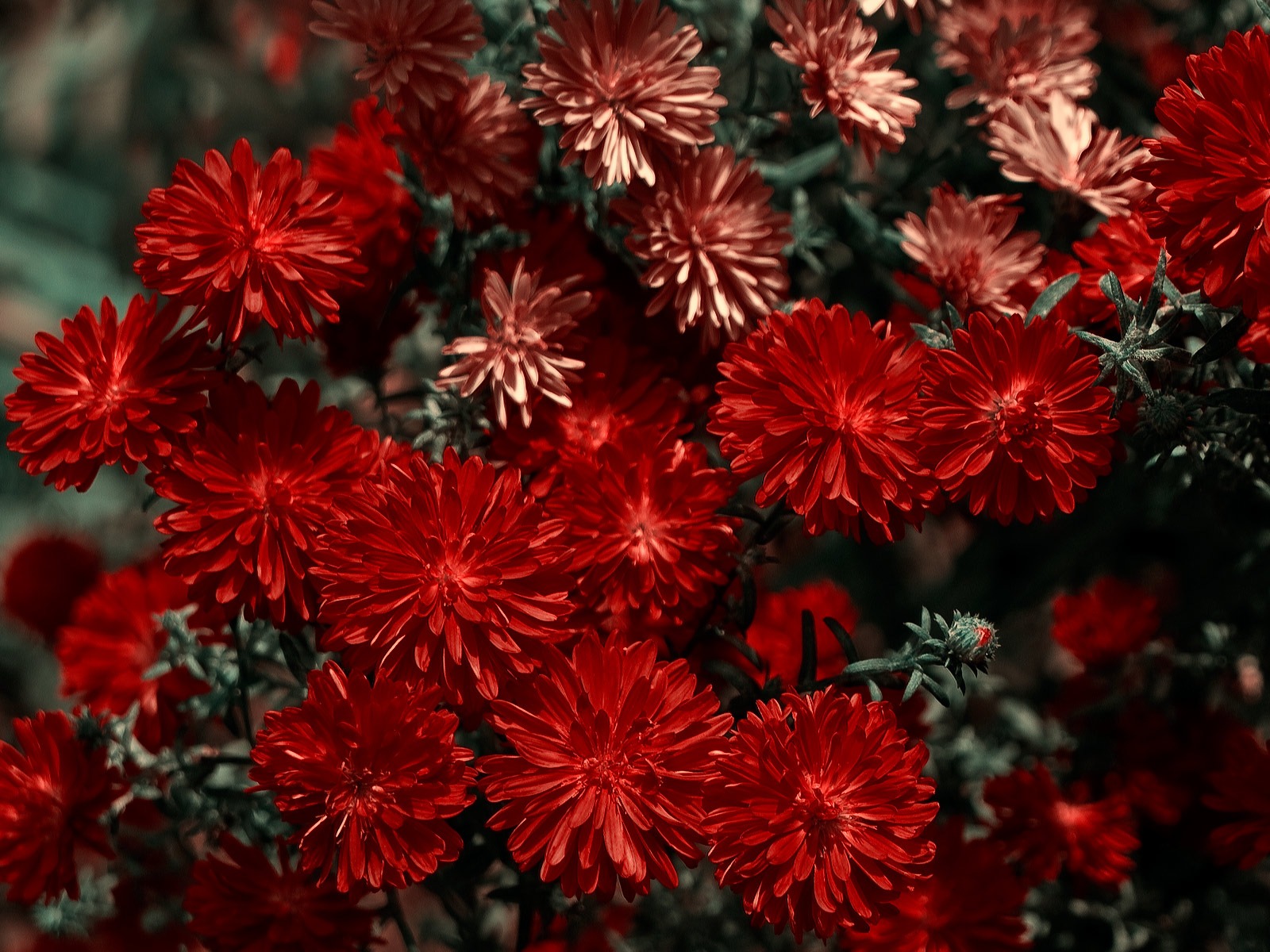 와이드 스크린 벽지의 꽃 가까이에서 (11)까지 #5 - 1600x1200