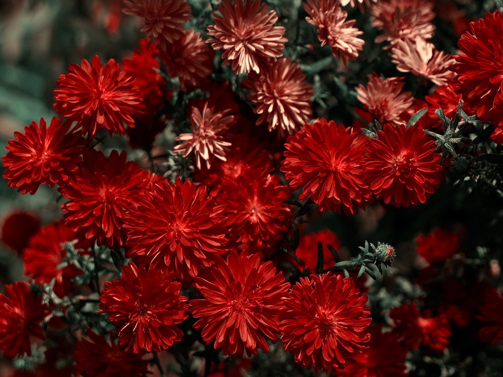 寬屏鮮花特寫 壁紙(11) #5 - 1600x1200