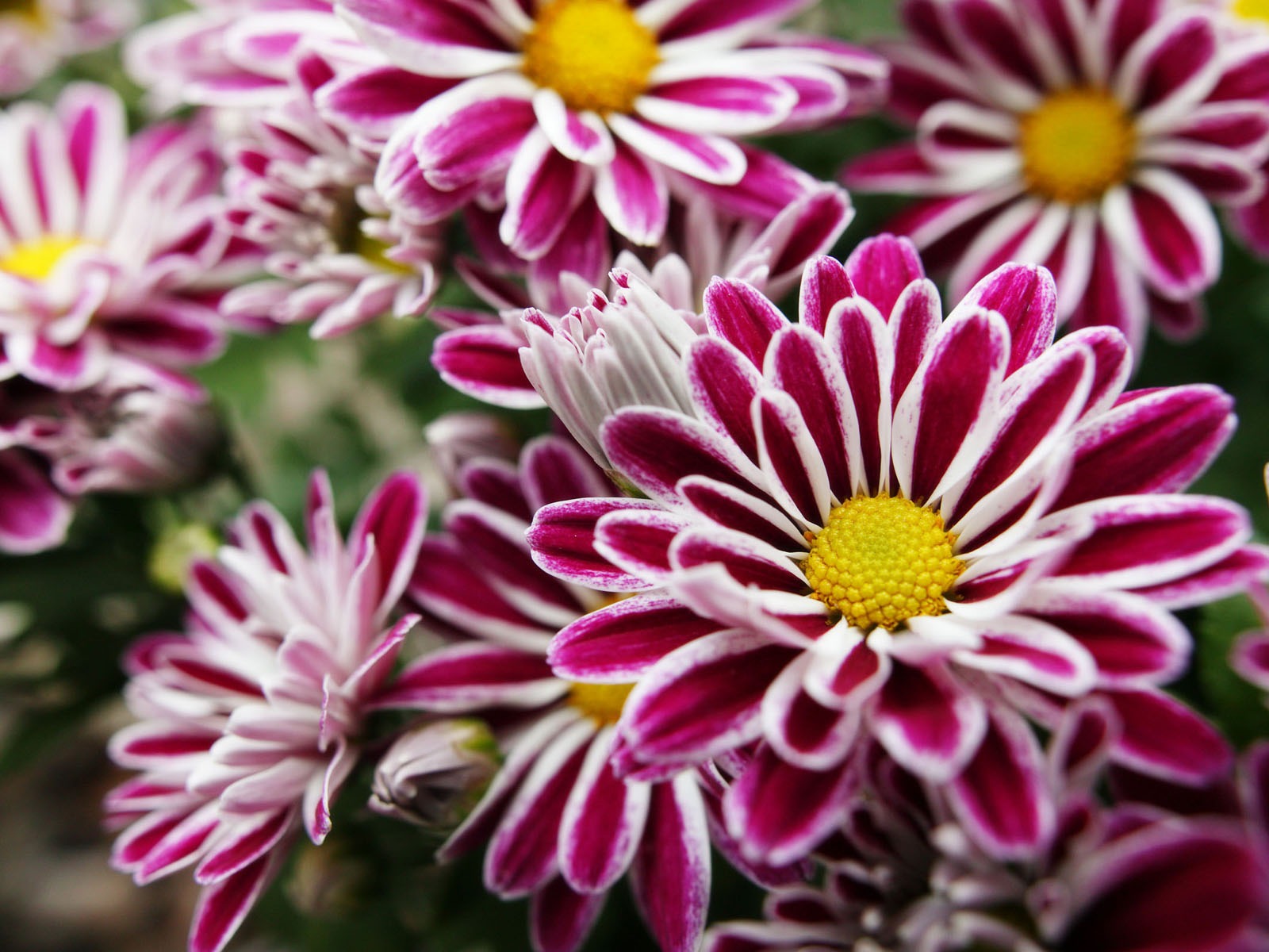Širokoúhlý tapety květiny close-up (11) #12 - 1600x1200