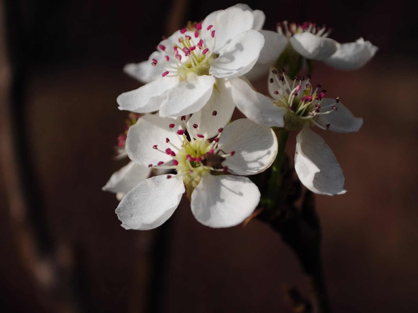 花草攝影 高清合集(二) #4 - 1600x1200