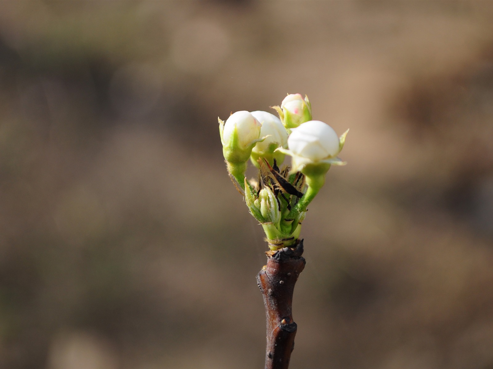 花草攝影 高清合集(二) #6 - 1600x1200