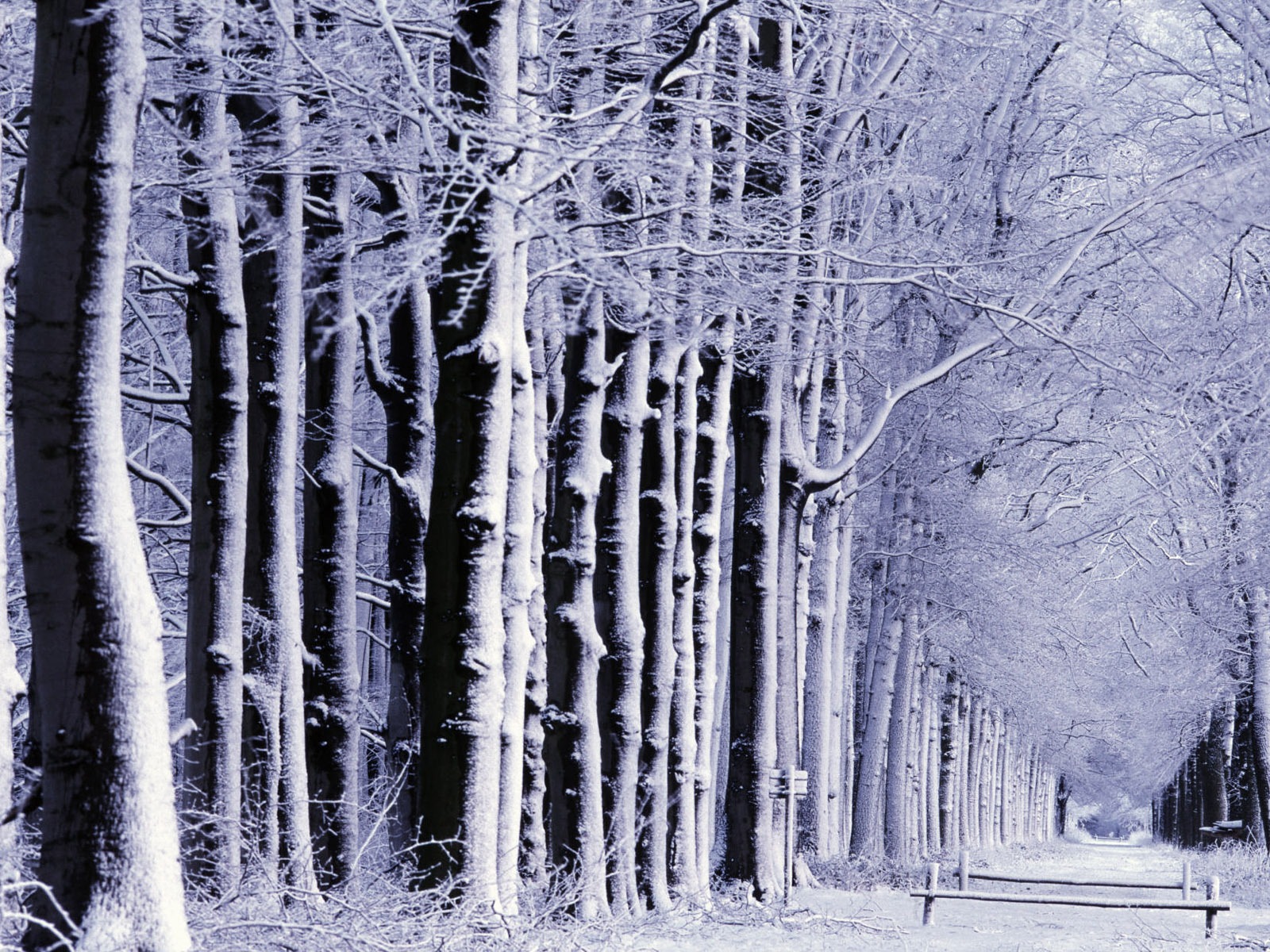 Fond d'écran panoramique de neige (1) #18 - 1600x1200