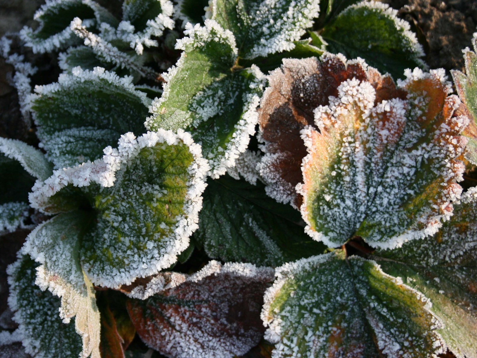 冰雪植物 壁紙專輯(二) #1 - 1600x1200