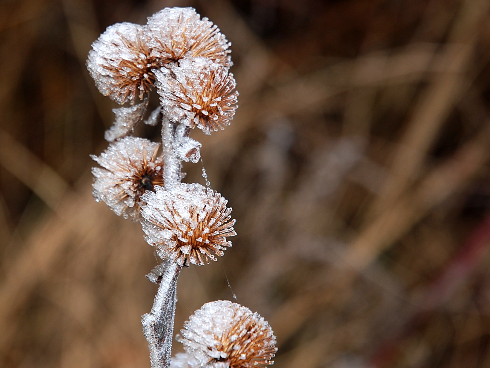冰雪植物 壁紙專輯(二) #2 - 1600x1200
