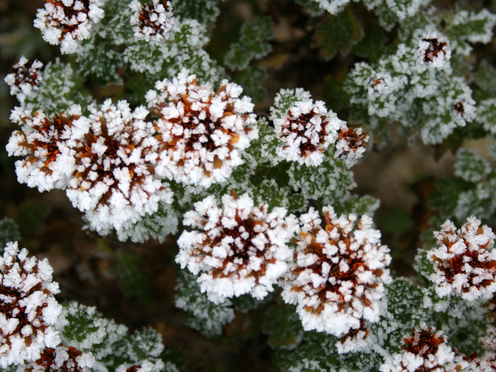 冰雪植物 壁纸专辑(二)12 - 1600x1200