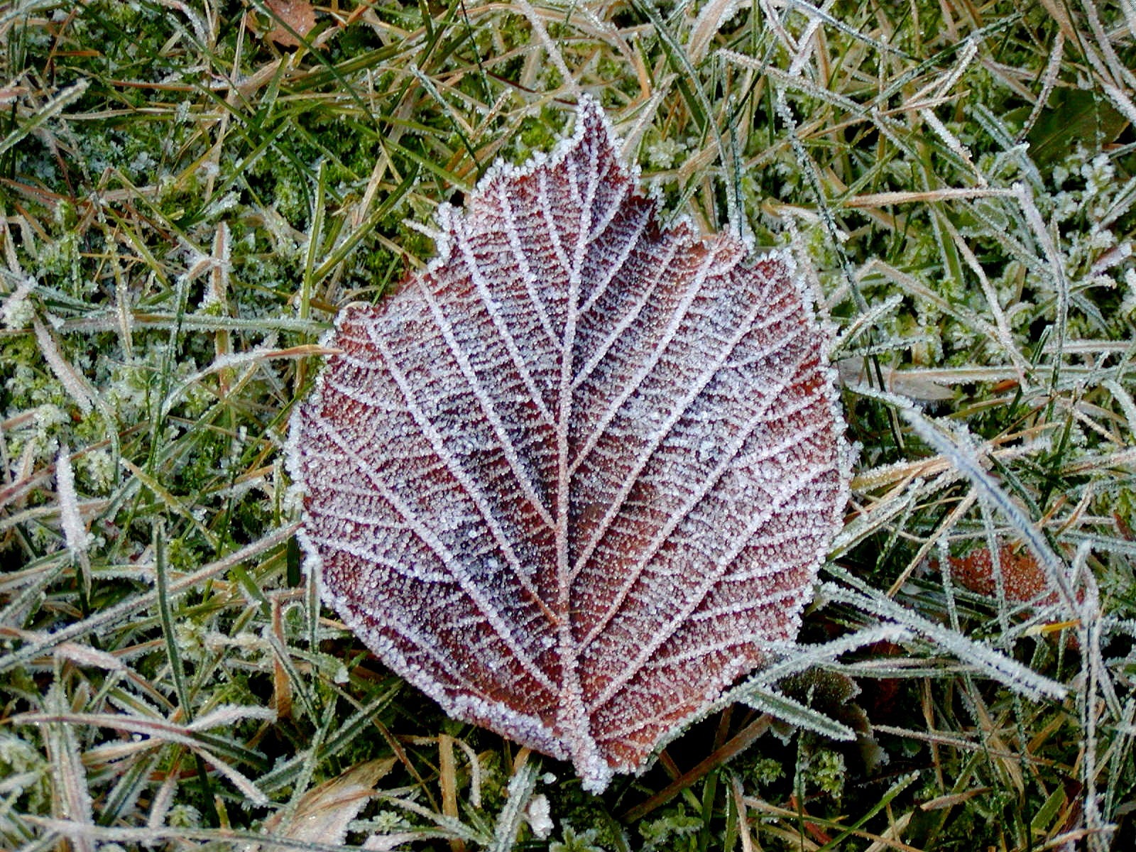 冰雪植物 壁紙專輯(二) #13 - 1600x1200