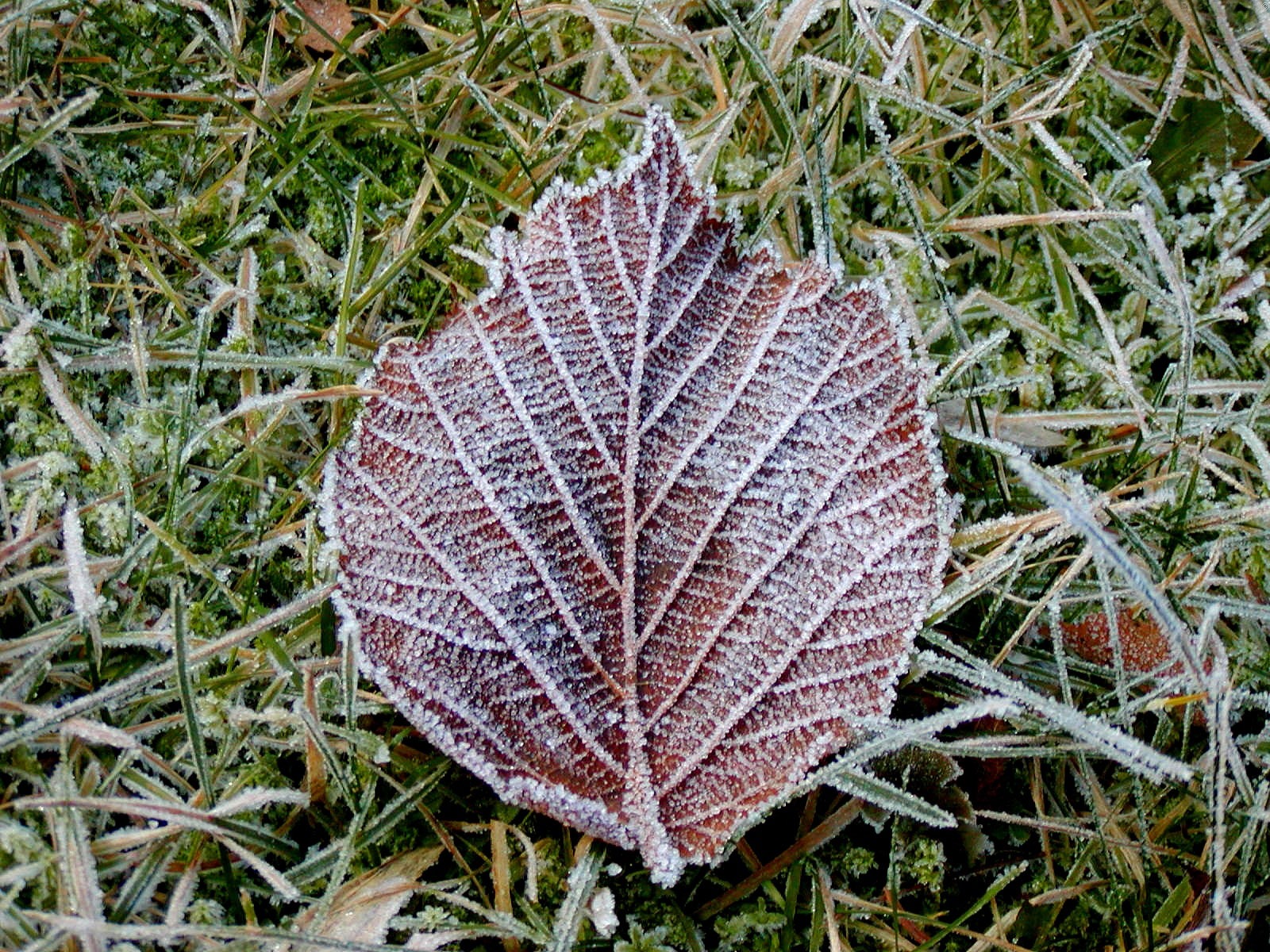 冰雪植物 壁纸专辑(二)13 - 1600x1200