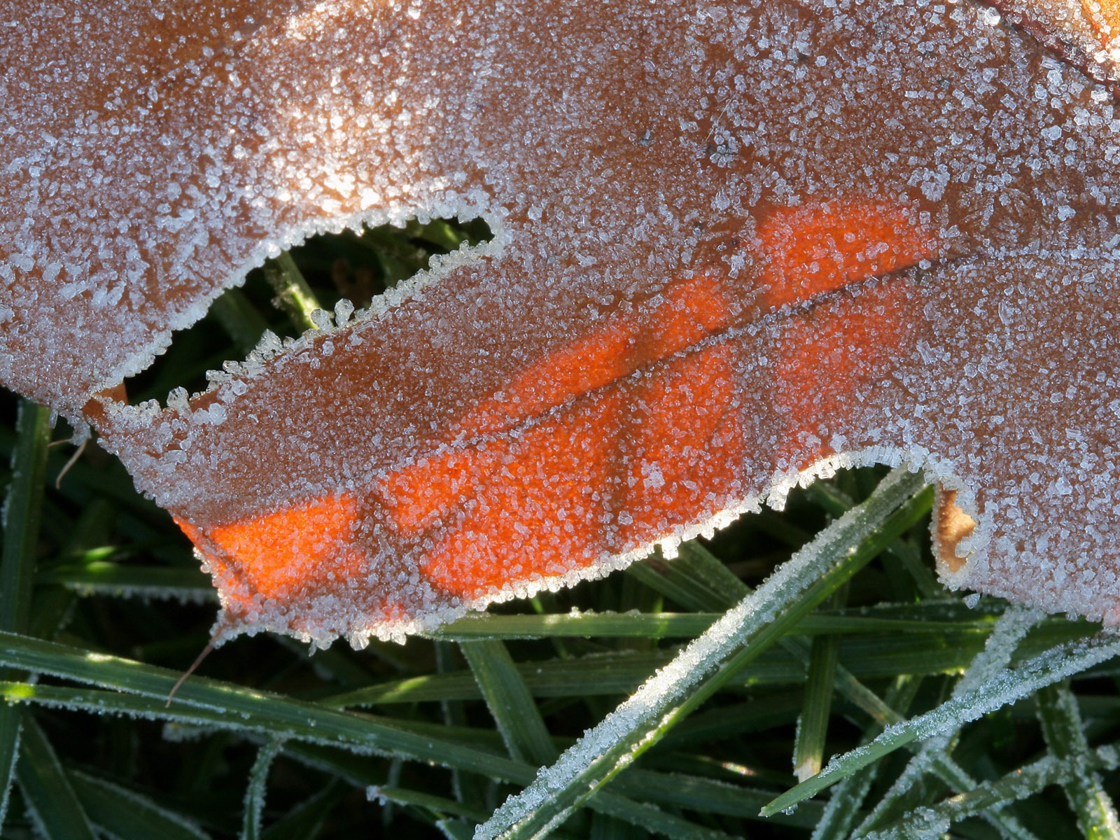 冰雪植物 壁纸专辑(二)18 - 1600x1200