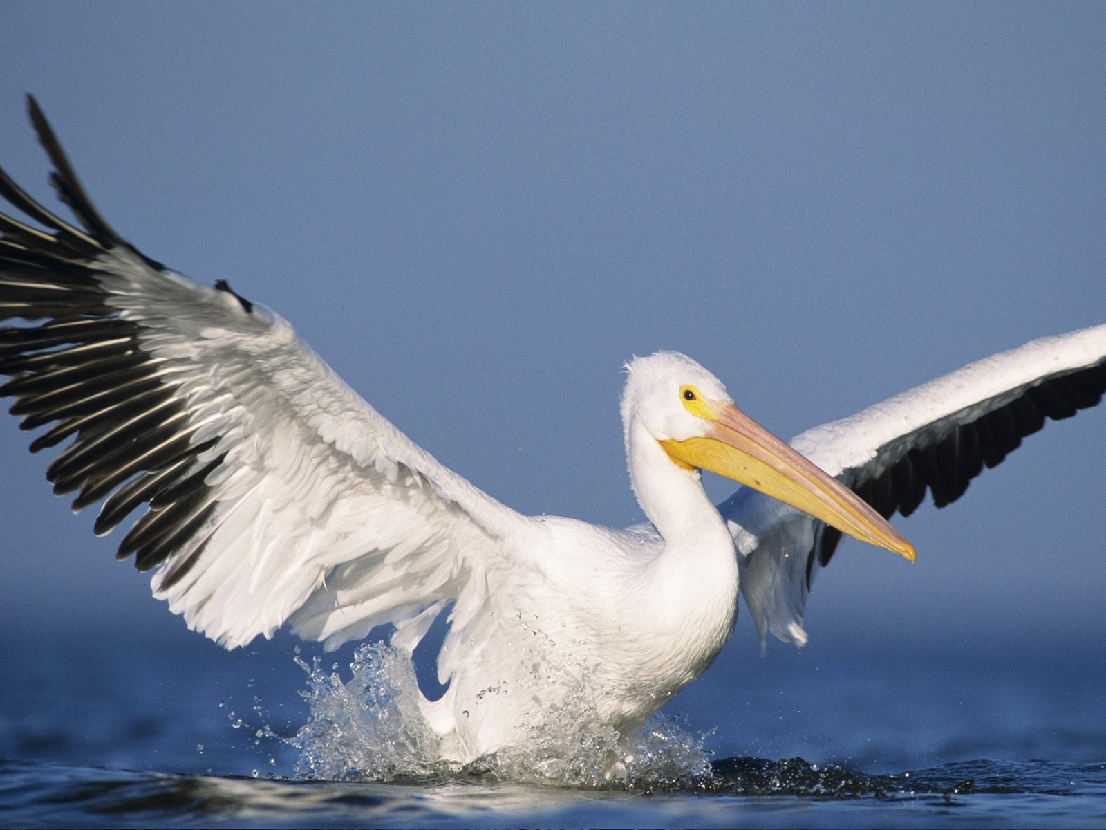 Animal Wallpaper Collection (17) #8 - 1600x1200