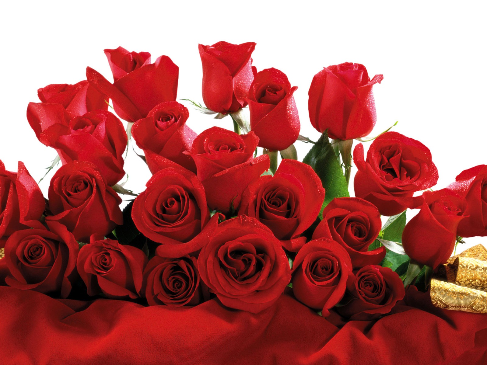 Rose Foto tapety (5) #7 - 1600x1200