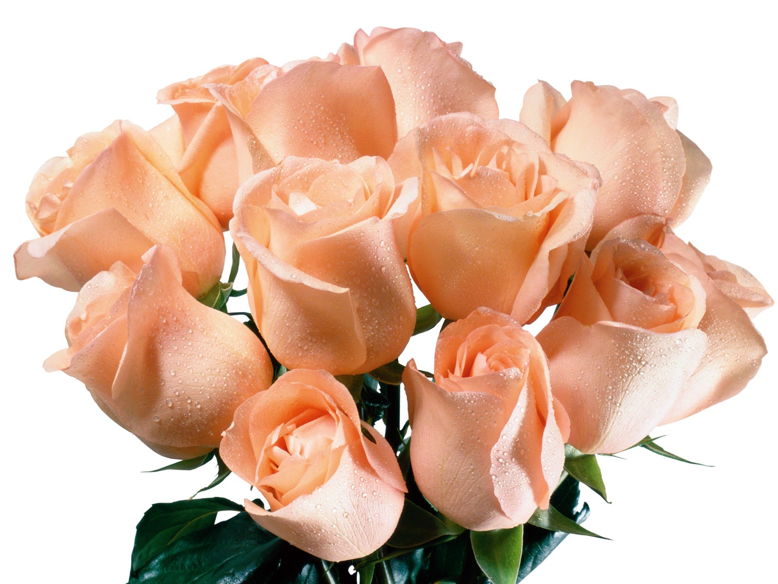 Rose Foto tapety (5) #9 - 1600x1200