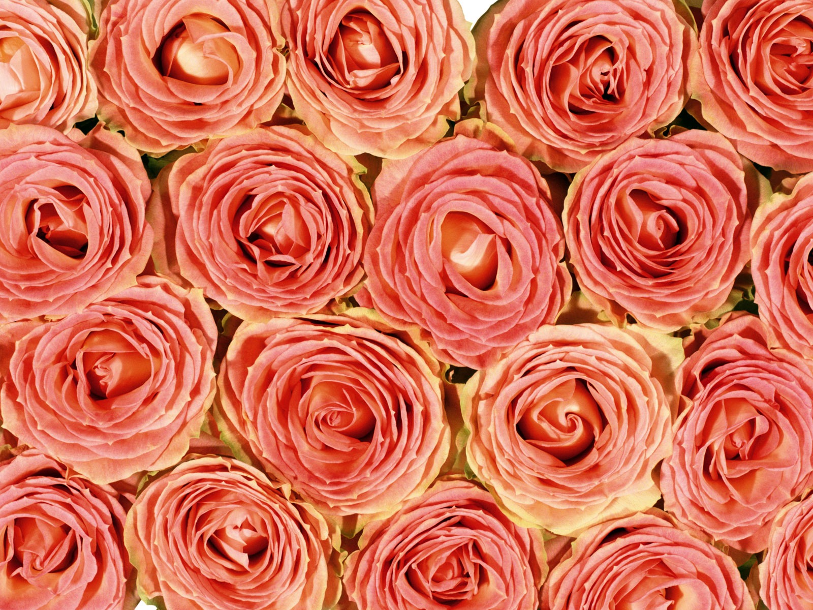玫瑰写真 壁纸(五)14 - 1600x1200