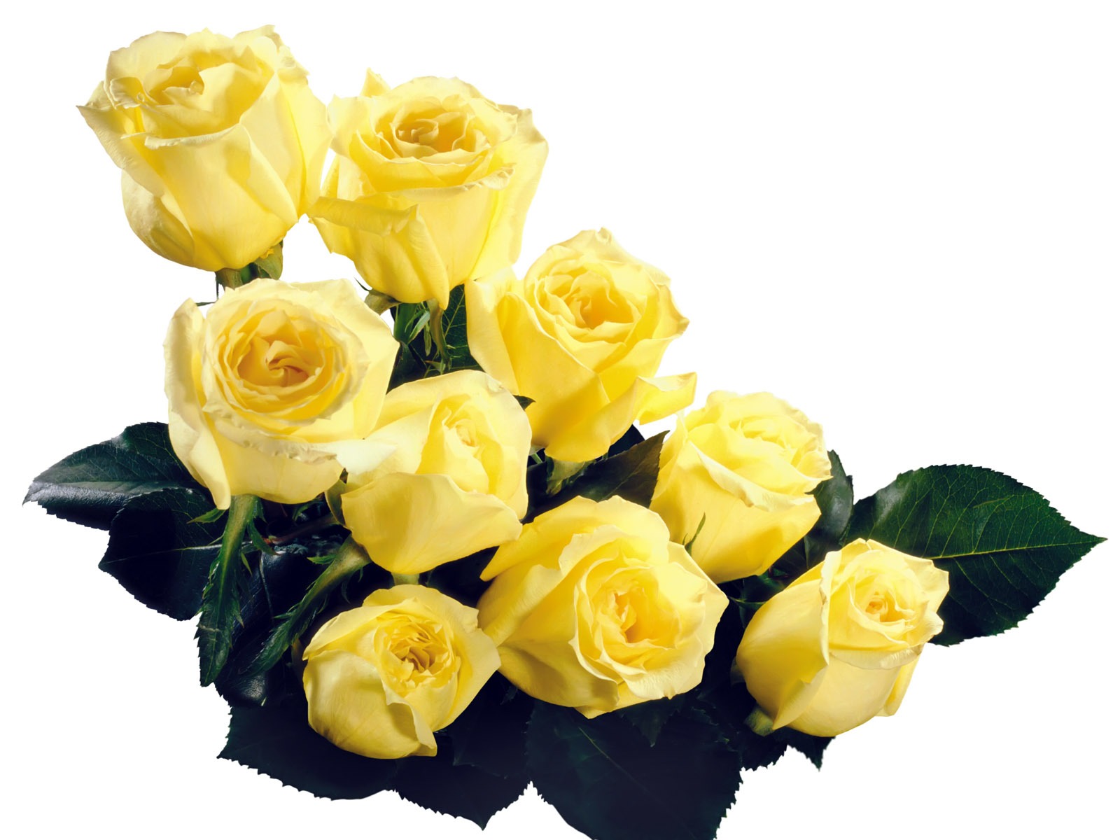 Rose Foto tapety (5) #19 - 1600x1200