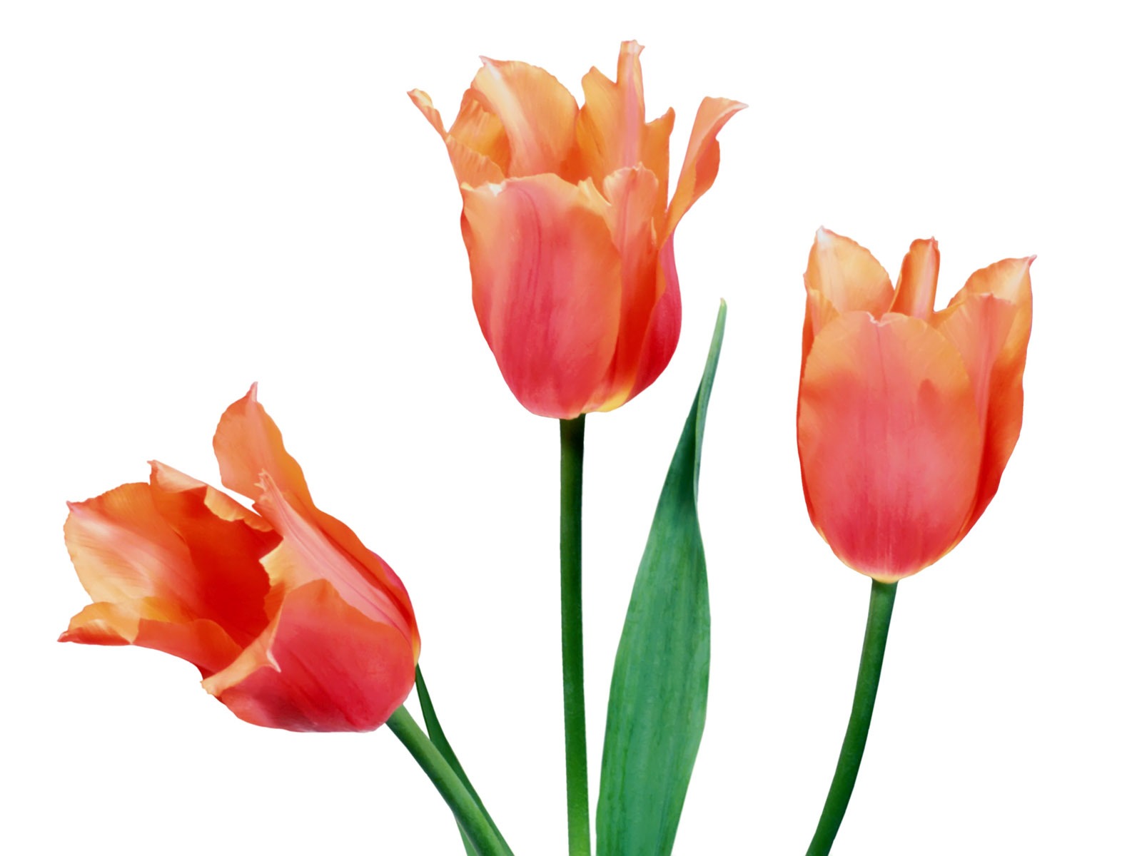 Tulip wallpaper album (1) #5 - 1600x1200