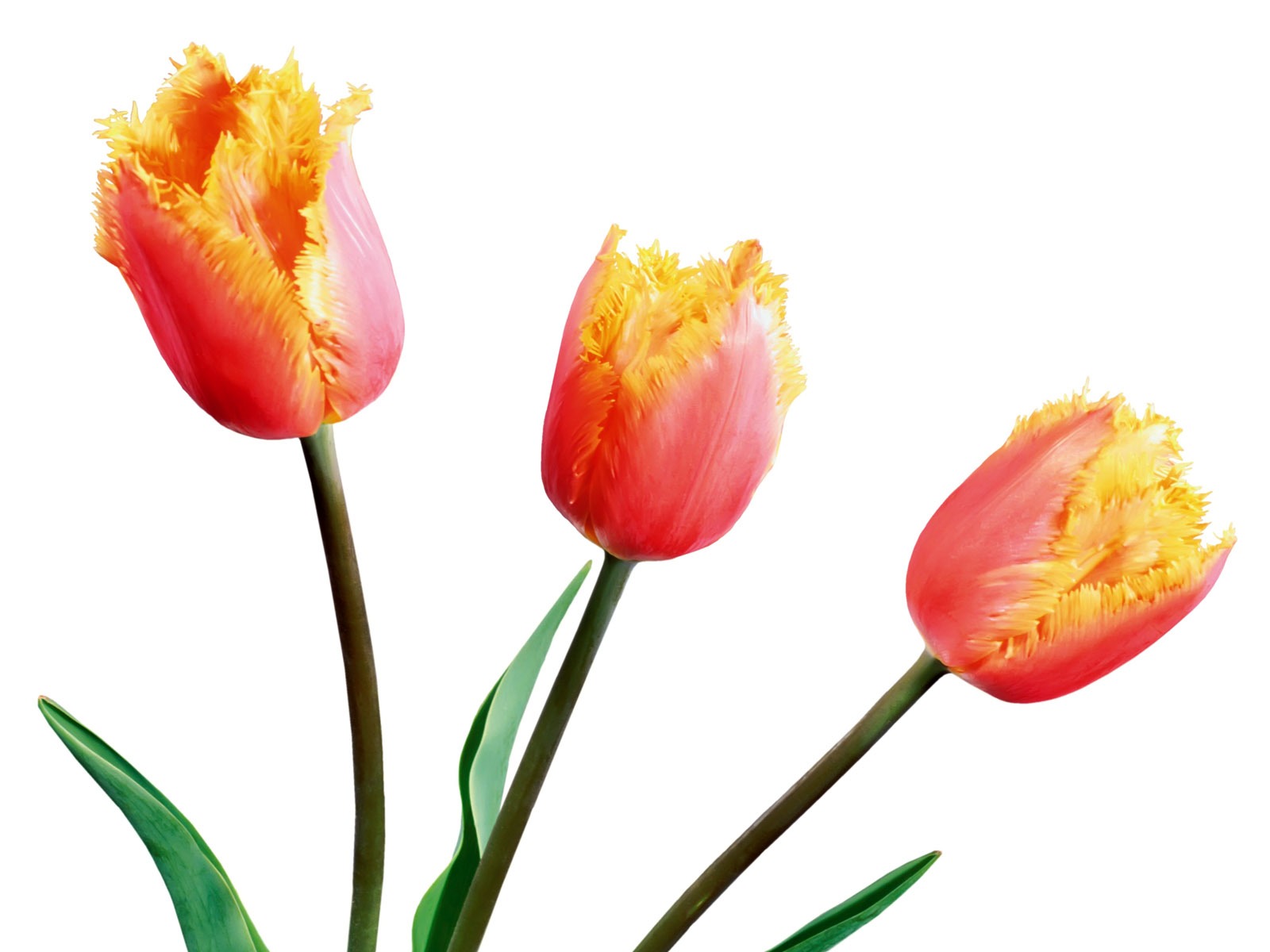 Tulip wallpaper album (1) #6 - 1600x1200