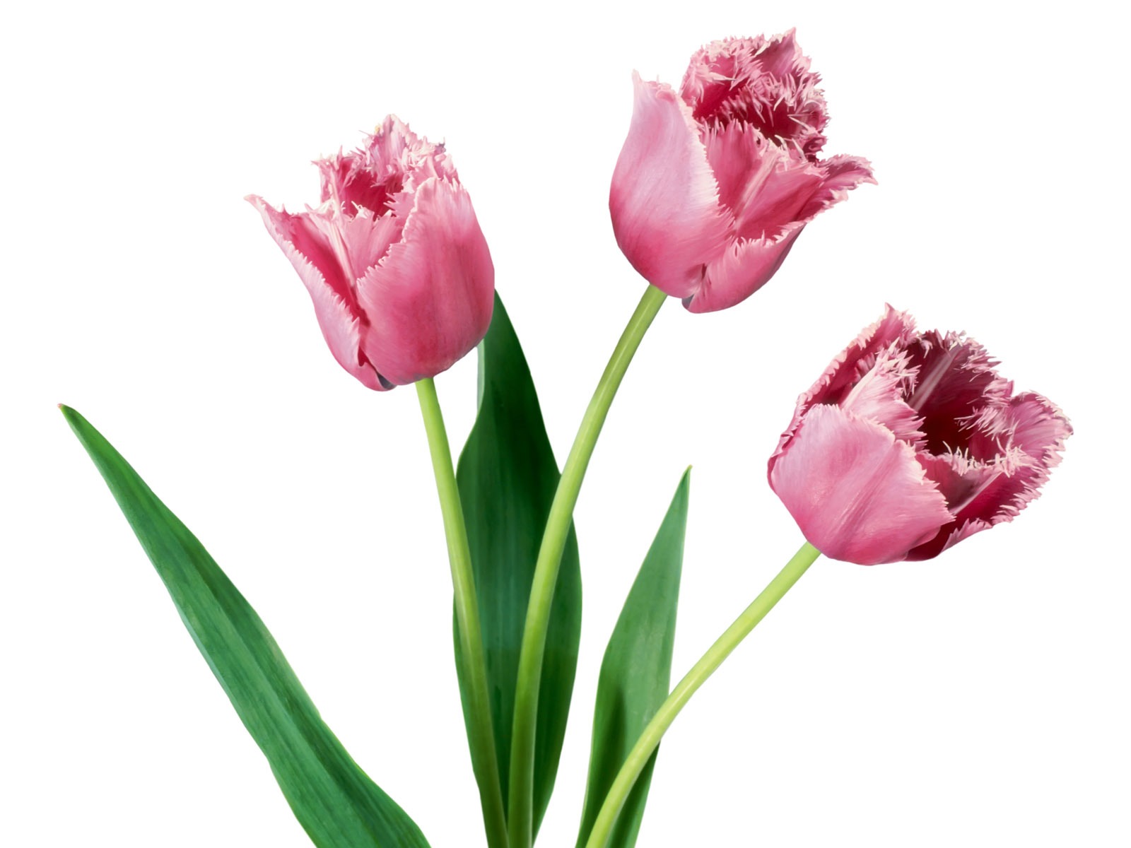 Tulip tapety album (1) #9 - 1600x1200