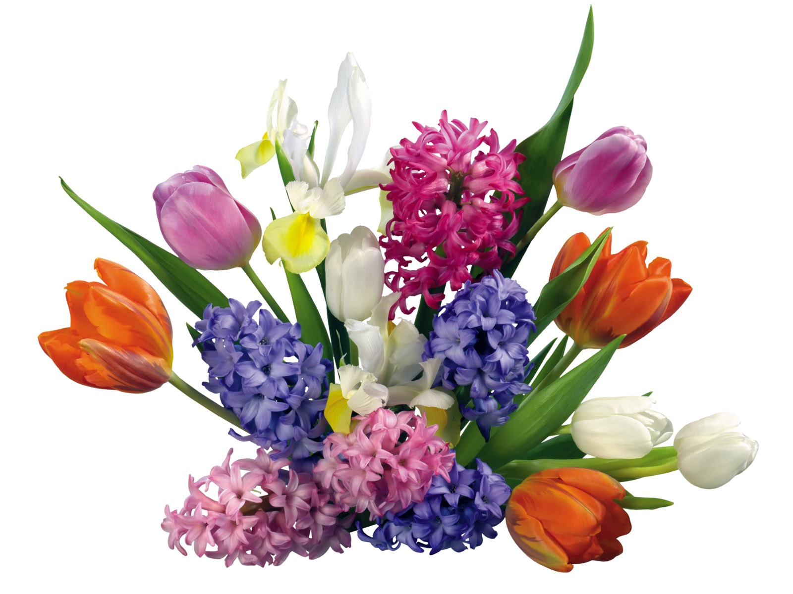 Tulip tapety album (1) #16 - 1600x1200