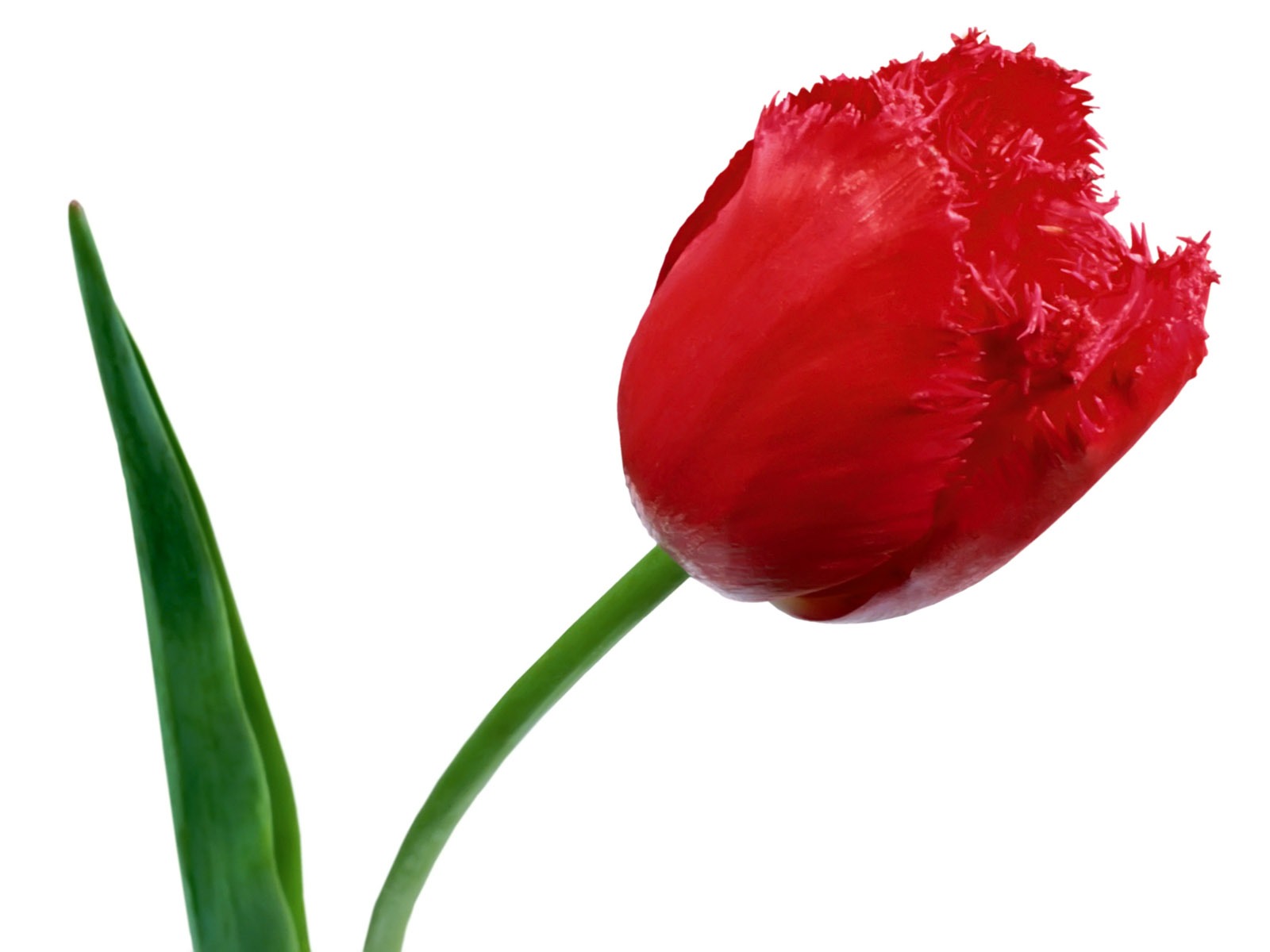 Tulip wallpaper album (1) #18 - 1600x1200