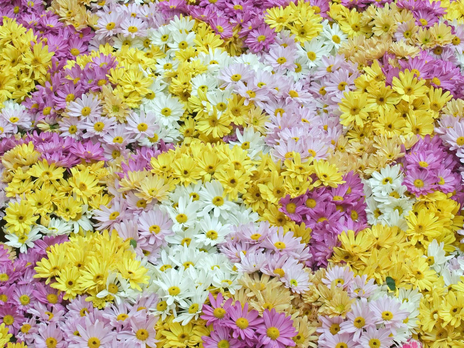 寬屏鮮花特寫 壁紙(12) #6 - 1600x1200